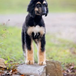 Afghan Hound Puppies from Royal Legacy