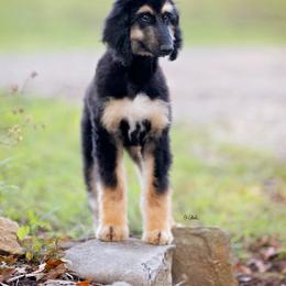Afghan Hound Puppies from Royal Legacy