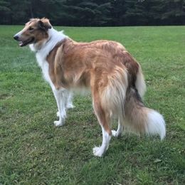 Collies from Lazy B Homestead Scotch Collies