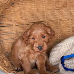 Kyanite - Red  male Goldendoodle puppy in Lehi, Utah from Thompson Family Puppies