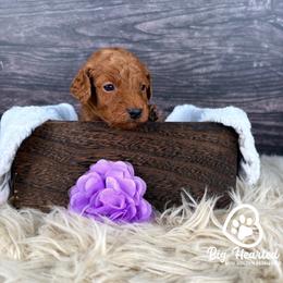 Crown - Apricot female Goldendoodle puppy in Utah County, Utah from Big Hearted Breeders