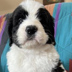 Saint Berdoodle Puppies from Badland St. Berdoodles LLC