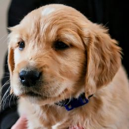 Golden Retriever Puppies from Akoya Kennels