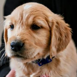 Golden Retriever Puppies from Akoya Kennels