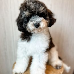 Bucatini - Black tri-color male Assorted Doodle Crosses puppy in Arlington, Washington from Doodle Love Laugh