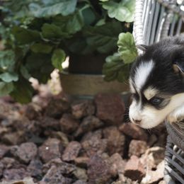 Pomsky Puppies from Arctic Star Pomskies