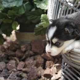 Pomsky Puppies from Arctic Star Pomskies