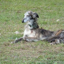 Borzoi and Silken Windhound All Grown Up from Avalon