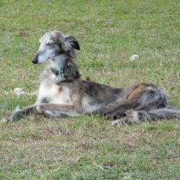 Borzoi and Silken Windhound All Grown Up from Avalon