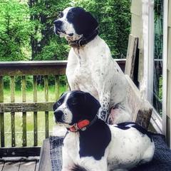 Pointers from Rimrock Pointers