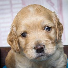 Cockapoo and Goldendoodle Puppies from Capital Doodles