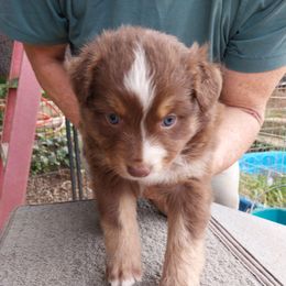 Princess - Red tri-color female Australian Shepherd puppy in Cherry Grove, Oregon from TLC Dream and Pureland Australian Shepherds