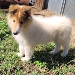 Teddy - White male Collie puppy in Newberry, South Carolina from Country Haven Collies