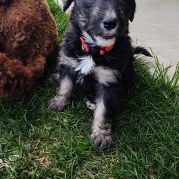 "Nuka (Walker from the Yellowstone litter)" Bordoodle Puppies from Brisby Bordoodles