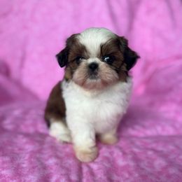 Tinkerbell - Gold and white female Shih Tzu puppy in Shawnee, Oklahoma from Black Velvet Shih Tzu