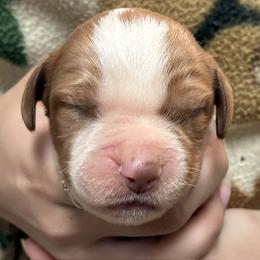 Izzy boy 5 - White and orange male Brittany puppy in Floyd Knobs, Indiana from Cross Creek Brittanys