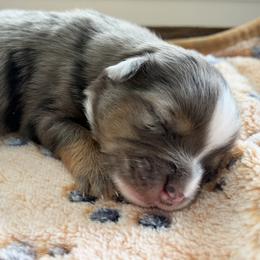 Merle - Blue merle male Toy Australian Shepherd puppy in Covington, Louisiana from Corner Oak Aussies