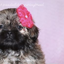 Cinnamon - Brindle Shihpoo puppy in Humble, Texas from 🧸 Bear Paws: Poodle & Designer Toy Breed 🐩