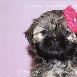 Cinnamon - Brindle Shihpoo puppy in Humble, Texas from 🧸 Bear Paws: Poodle & Designer Toy Breed 🐩