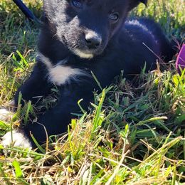 Australian Shepherd Puppies from Marvelled Aussies