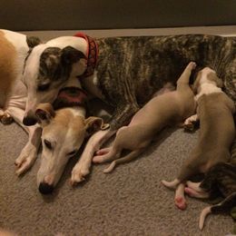 Whippet Puppies from Laurel-Highmoor Whippets