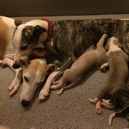Whippet Puppies from Laurel-Highmoor Whippets