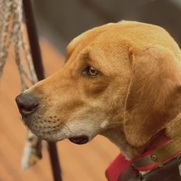 Jesse - Black Mouth Cur