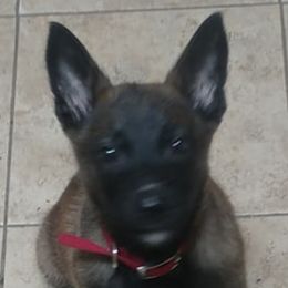 Belgian Malinois from Dark Horse Legal