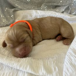 Dachshund Puppies from Victoria’s Dachshunds