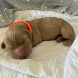 Dachshund Puppies from Victoria’s Dachshunds