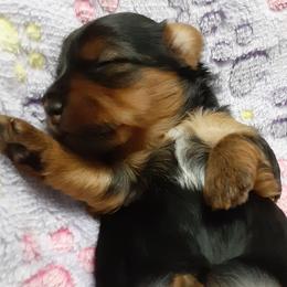 Lily Grace - Black and tan female Yorkshire Terrier puppy in Gurley, Alabama from Rhondas yorkies