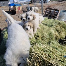 Great Pyrenees Puppies from Owyhee Mountains Great Pyrenees