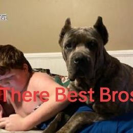 Boomer - Cane Corso