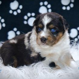 Scooter - Blue merle male Australian Shepherd puppy in Ranger, Texas from Outback Mini Aussies