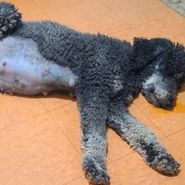 Acorn - Poodle