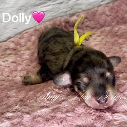 Dolly - Dapple female Dachshund puppy in Jena, Louisiana from Amy’s Mini Doxies