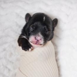 Blue Collar - Parti male Yorkshire Terrier puppy in Las Vegas, Nevada from Plush Toy Poodle Puppies & Pals