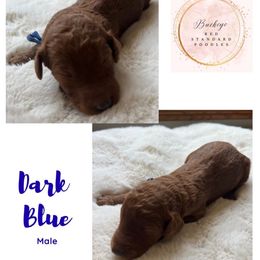 Dark Blue - Male - Red  male Poodle puppy in Lima, Ohio from Buckeye Red Standard Poodles