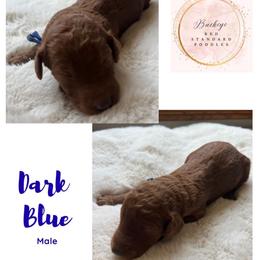 Dark Blue - Male - Red  male Poodle puppy in Lima, Ohio from Buckeye Red Standard Poodles