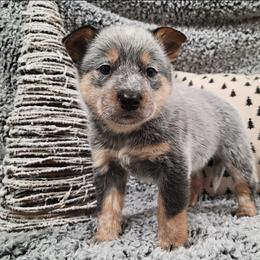 Australian Cattle Dog Puppies from TLC Cattle dogs