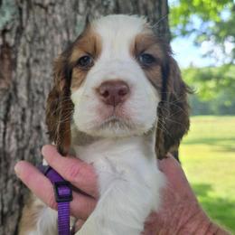 Purple Collar Male - Tri-Roan male English Springer Spaniel puppy in Henagar, Alabama from Windy Oak Kennels
