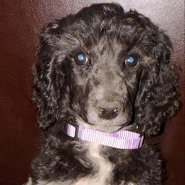 Cranberry (Purple Collar runt) - Parti female Poodle puppy in League City, Texas from Chauffeured Poodles