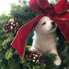 Berger Blanc Suisses from Thornvalley White Shepherds