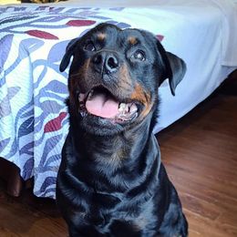 Poodles and Rottweilers from Delovely Standard Poodle’s & Rottweiler’s