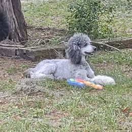 Sky - Poodle