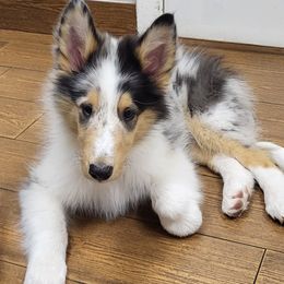 Dozer - Blue merle male Collie puppy in Mesa, Arizona from Sperling's Rough Collies