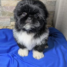 Companion Cross, Pekingese, and Shih Tzu Puppies from Shawgo Pups