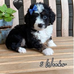Luna - Tri-color female Bernedoodle puppy in Runaway Bay, Texas from Green Ranch Doodles