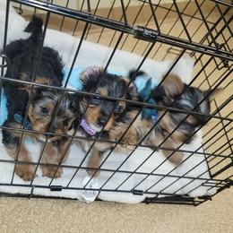 Yorkshire Terriers from Heather's Yorkies