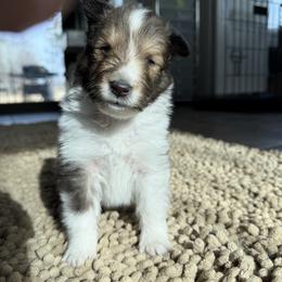 Cyrus - Sable and white male Shetland Sheepdog puppy in Tulsa, Oklahoma from September Morning Shelties
